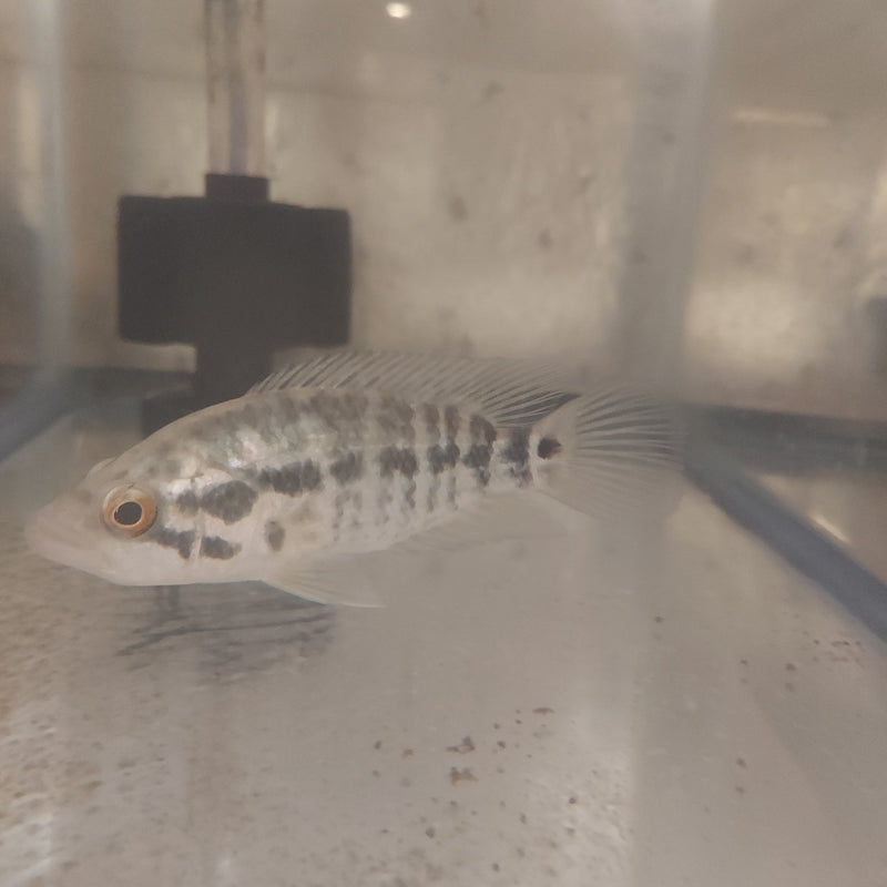 JAGUAR CICHLID +4" UNSEXED (Parachromis managuensis)