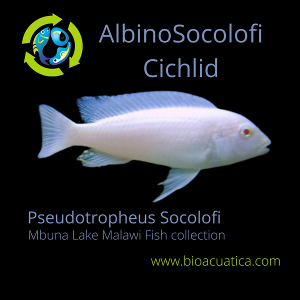 GREAT ALBINO SOCOLOFI 1.5 TO 2" UNSEXED (Pseudotropheus socolofi)