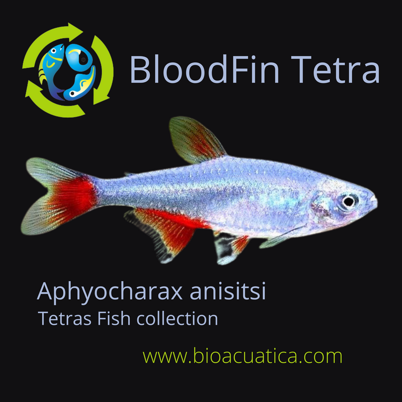 5 BEAUTIFUL BLOODFIN TETRA (Aphyocharax anisitsi)