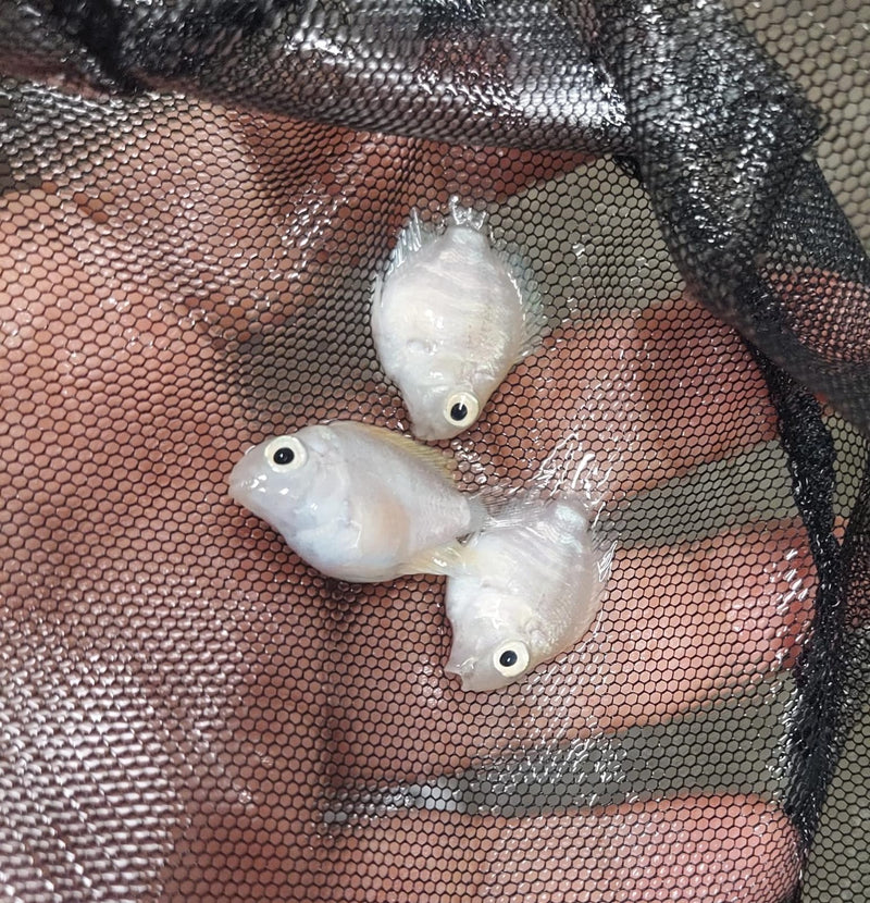 CUTE SNOW WHITE PARROT CICHLID 3/4 TO 1 INCH HEAD TO TAIL
