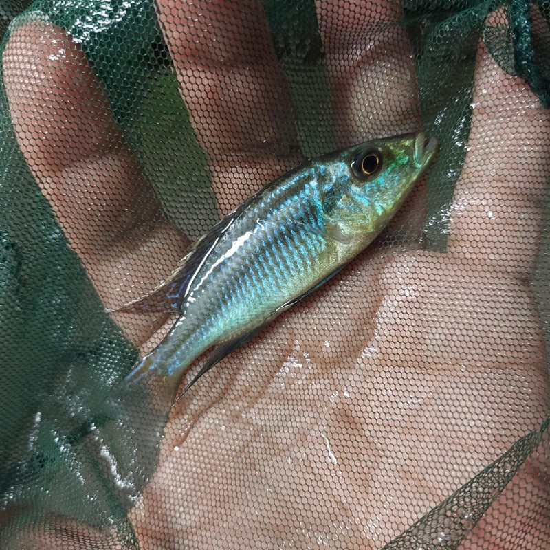 FLARING MALAWI EYEBITER 1.75 TO 2 INCH (Dimidiochromis compressiceps)