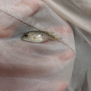 BLACK NASTY CICHLID 1.5 INCHES UNSEXED (Nandopsis haitiensis)