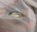 BLACK NASTY CICHLID 1.5 INCHES UNSEXED (Nandopsis haitiensis)