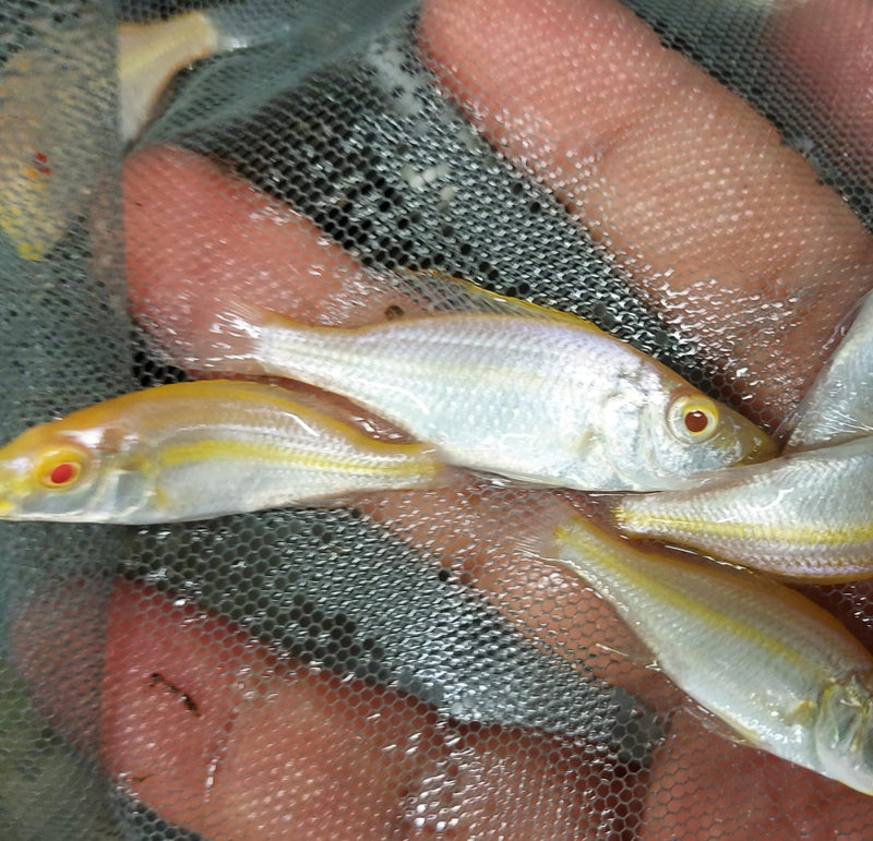 BEAUTIFUL ALBINO COMPRESSICEPS 2" UNSEXED (Dimidiochromis compressiceps)