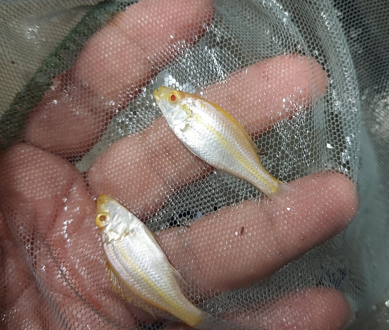 BEAUTIFUL ALBINO COMPRESSICEPS 2" UNSEXED (Dimidiochromis compressiceps)