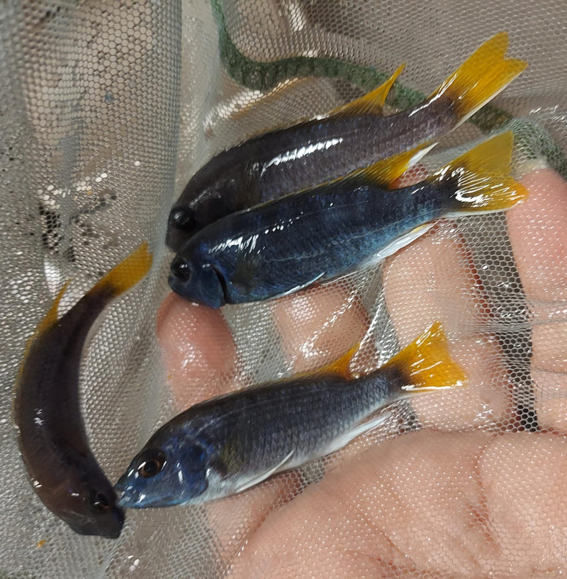 GREAT YELLOW-TAIL ACEI 2.75" TO 3" UNSEXED (Pseudotropheus sp. "acei")