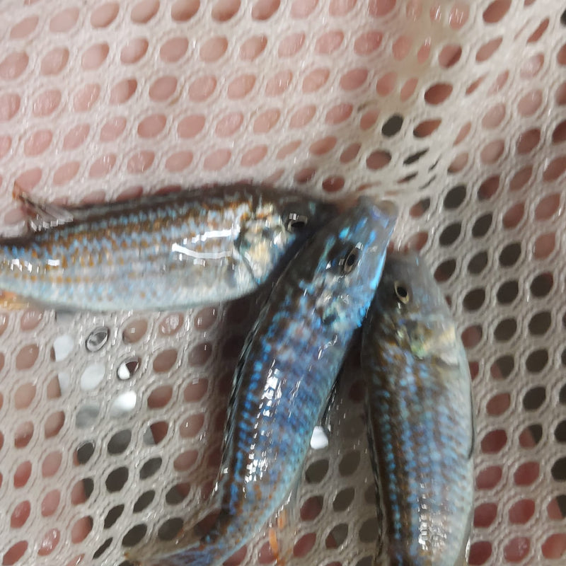 BEAUTIFUL EXASPERATUS CICHLID 2 INCHES UNSEXED (Labidochromis joanjohnsonae)