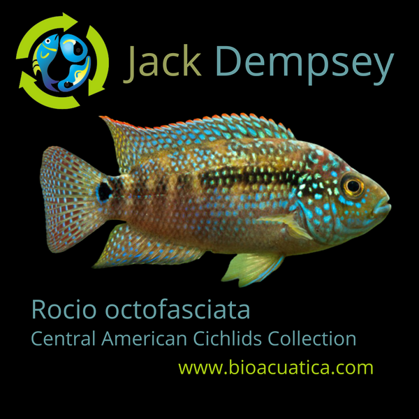 2 OUTSTANDING JACK DEMPSEY 1.5 TO 2 INCHES UNSEXED (Rocio octofasciata)