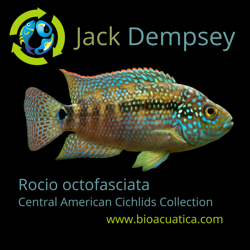 OUTSTANDING JACK DEMPSEY 1.5 INCHES UNSEXED (Rocio octofasciata)