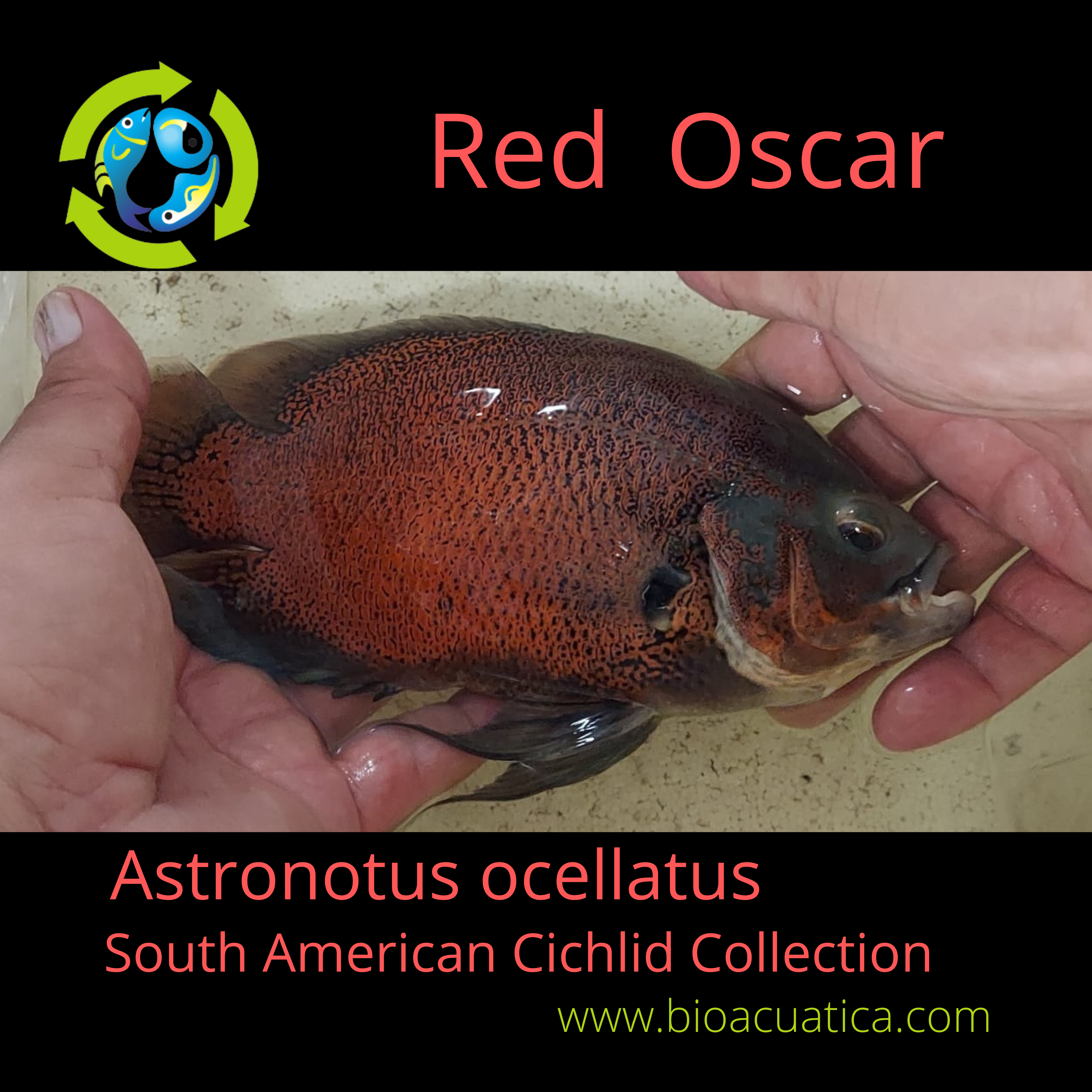 2 to 2.5 INCH UNSEXED ocellatus)