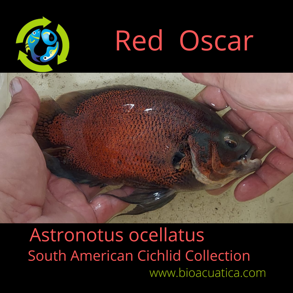 RED OSCAR 2 to 2.5 INCH UNSEXED (Astronotus ocellatus)
