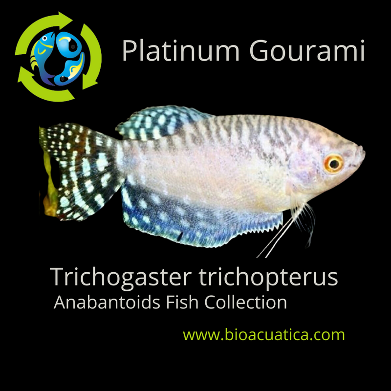 BEAUTIFUL PLATINUM GOURAMI 1.5 TO 2"  IMPORT (Trichogaster trichopterus)