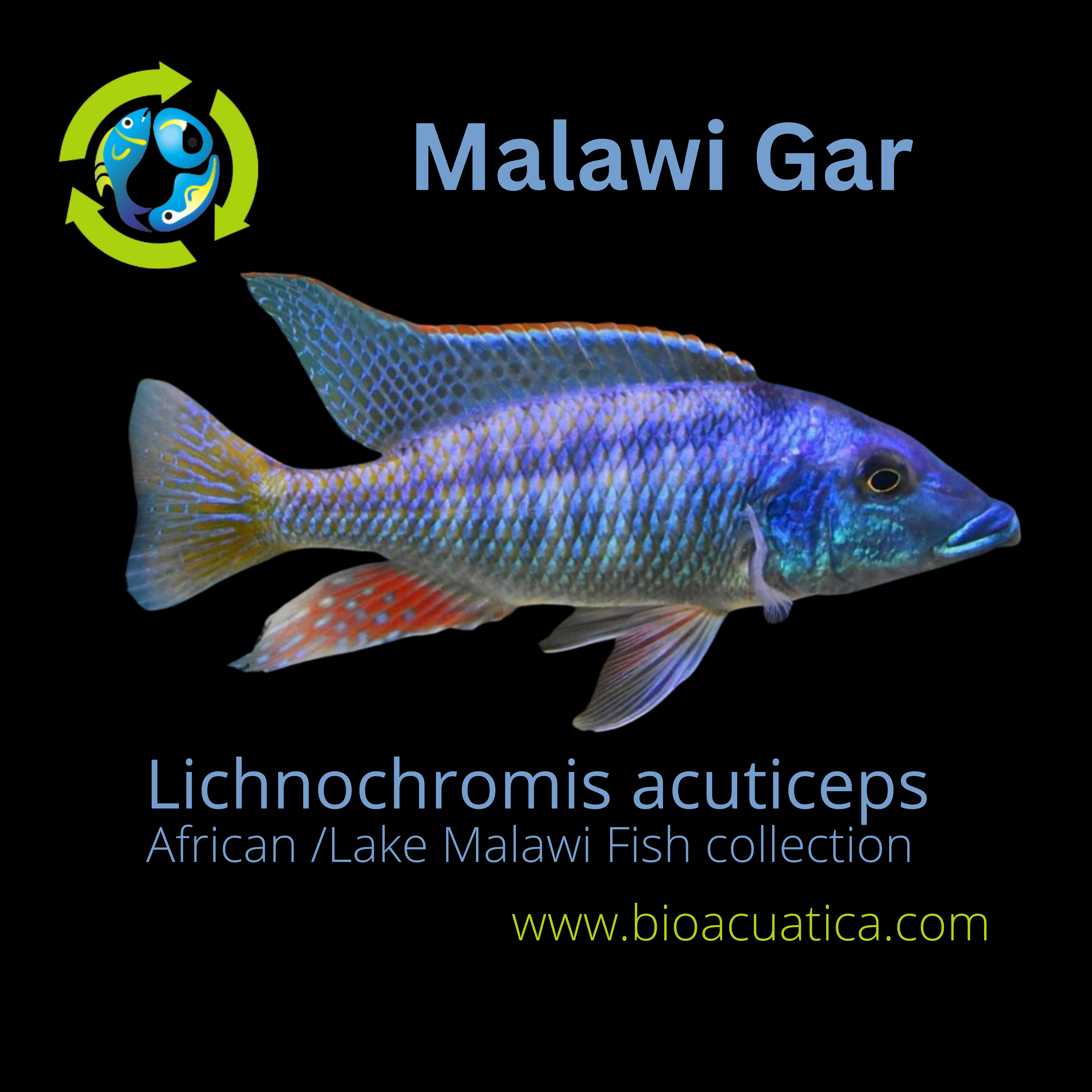 GREAT MALAWI GAR 1.5 to 2