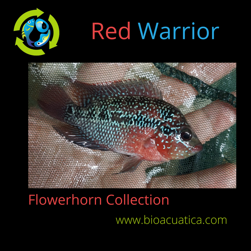 BEAUTIFUL RED WARRIOR FLOWERHORN 2.5 INCHES UNSEXED