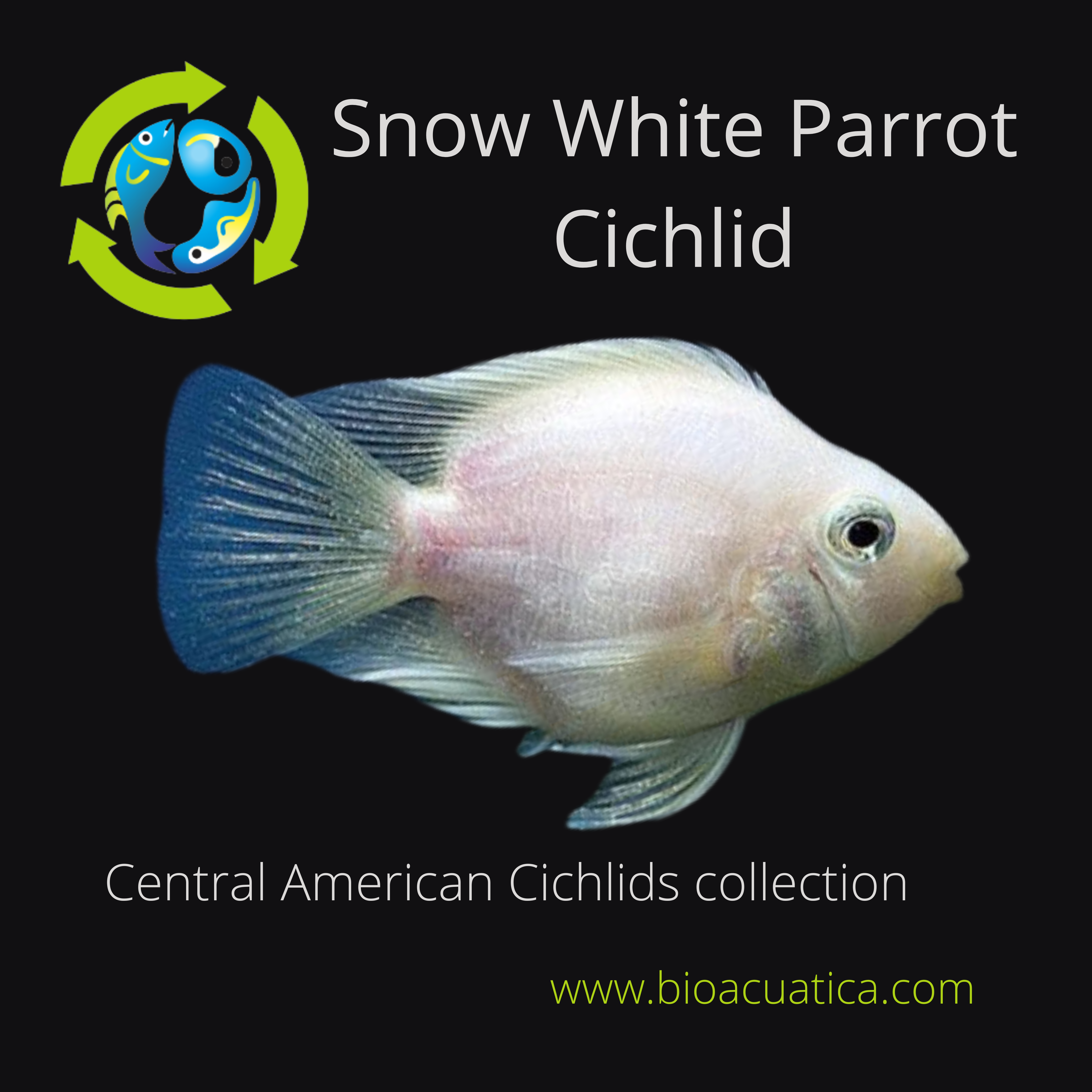 CUTE SNOW WHITE PARROT CICHLID 1/2 INCH HEAD TO TAIL