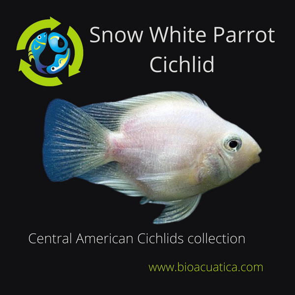 CUTE SNOW WHITE PARROT CICHLID 3/4 TO 1 INCH HEAD TO TAIL