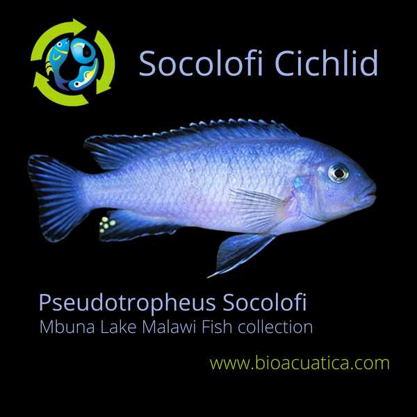 GREAT SOCOLOFI CICHLID 1.5" UNSEXED (Pseudotropheus socolofi)