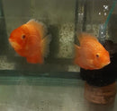 MARVELOUS RED SPOTTED GOLD SEVERUM 2 INCH HEAD TO TAIL