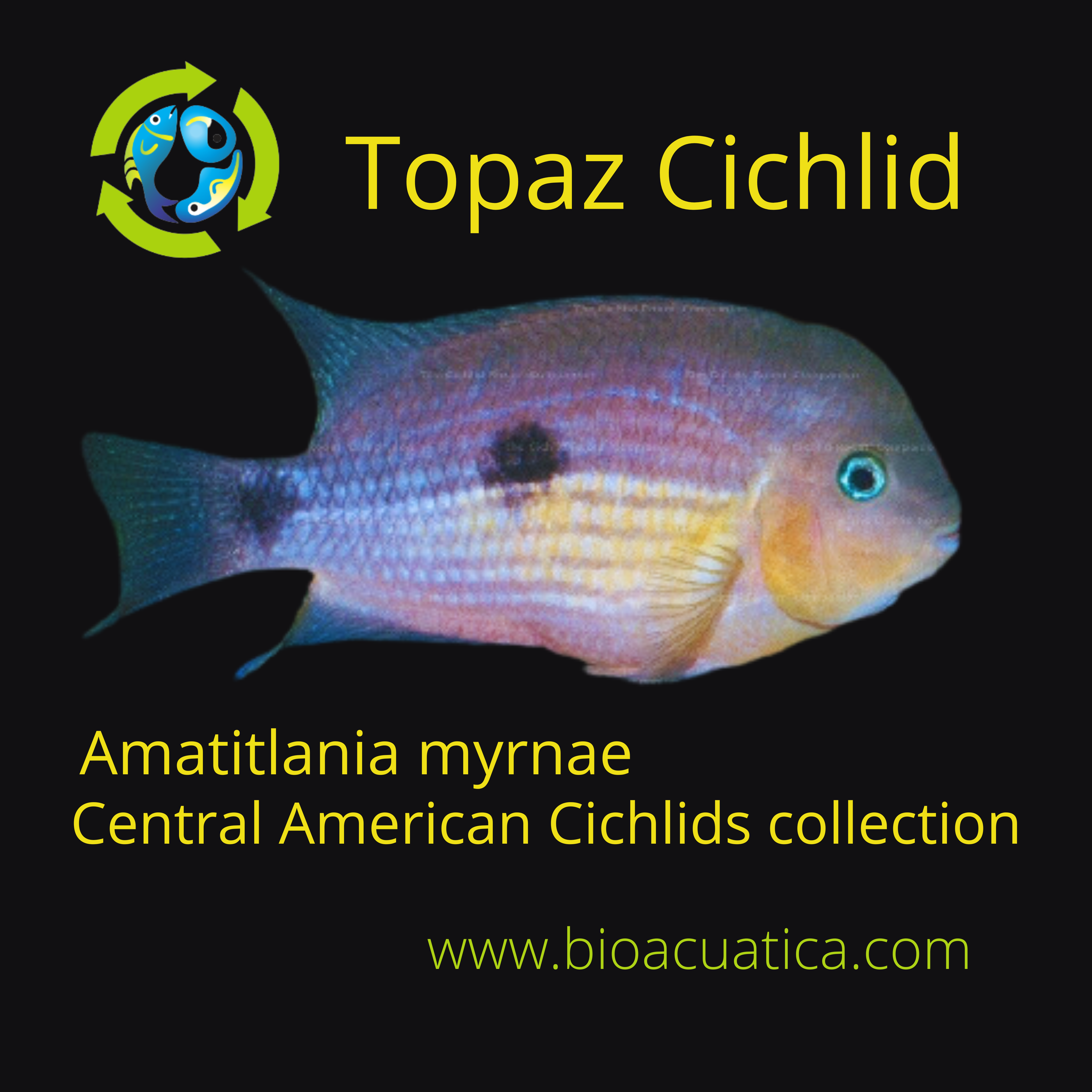BEAUTIFUL TOPAZ CICHLID 1 TO 1.5 INCHES UNSEXED (Amatitlania myrnae)