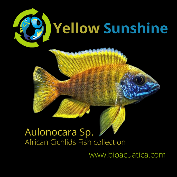OUTSTANDING YELLOW SUNSHINE PEACOCK 2 INCHES UNSEXED (Aulonocara Sp)