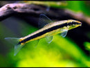 3 SIAMESE ALGAE EATER 1 to 1.5" (Crossocheilus oblongus)