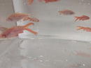 4 BEAUTIFUL ALBINO LONG FIN CHERRY BARB UNSEXED (Puntius titteya)