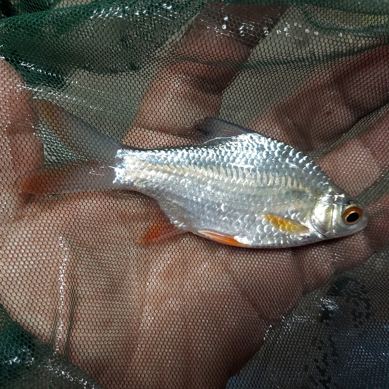 AMAZING REDTAIL TINFOIL BARB 2 INCHES (Barbus schwanefeld)