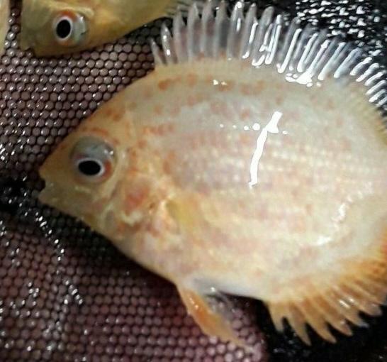 MARVELOUS RED SPOTTED GOLD SEVERUM 1 TO 1.5 INCH