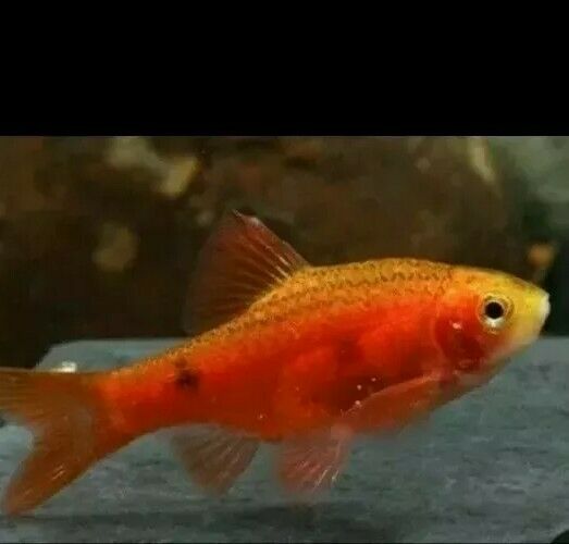 4 PACK RED GLASS ROSY BARB TROPICAL FISH