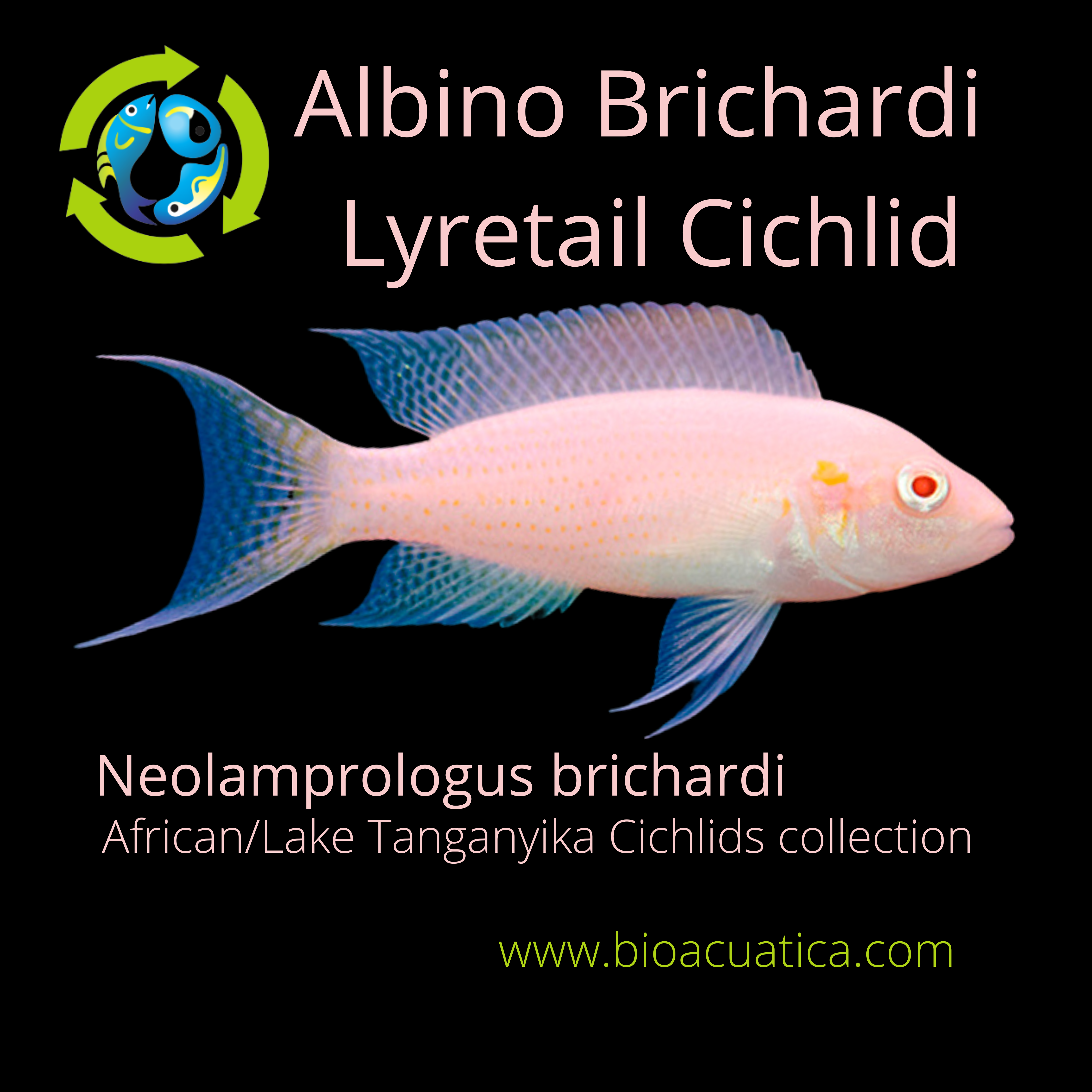 エビネ　ムラサキ　白　R８ムA GREAT ALBINO BRICHARDI LYRETAIL CICHLID 1.5 INCHES (Neolamprologus bri