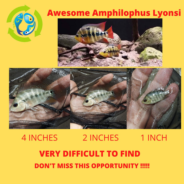 AWESOME AMPHILOPHUS LYONSI 2.5 TO 3 INCHES