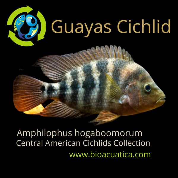 GREAT GUAYAS CICHLID 1.5 INCHES ( Amphilophus hogamooborum )