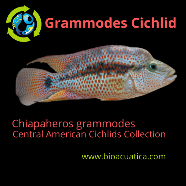 GRAMMODES CICHLID 1 TO 1.5" INCHES UNSEXED (Chiapaheros grammodes)