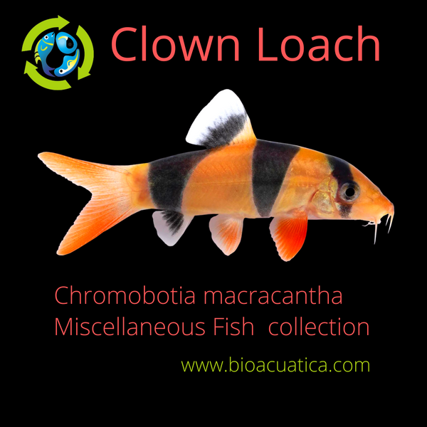 COLORFUL CLOWN LOACH UNSEXED 1 TO 1.5" (Chromobotia macracantha)