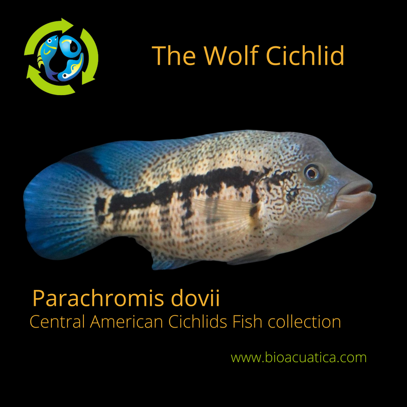 THE WOLF CICHLID BLUE DOVII (Parachromis dovii) 2 inches
