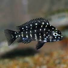 TROPHEUS DUBOISI (WHITE SPOTTED CICHLID) 1.5 TO 2"