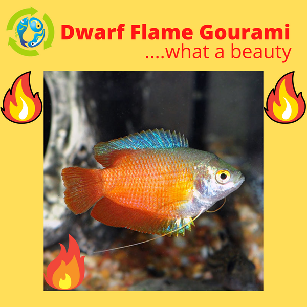 DWARF FLAME GOURAMI MALE.....What a Beauty!!!!!