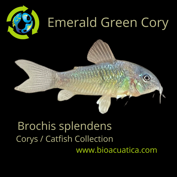 2 PACK OUTSTANDING EMERALD GREEN CORY (Brochis splendens)