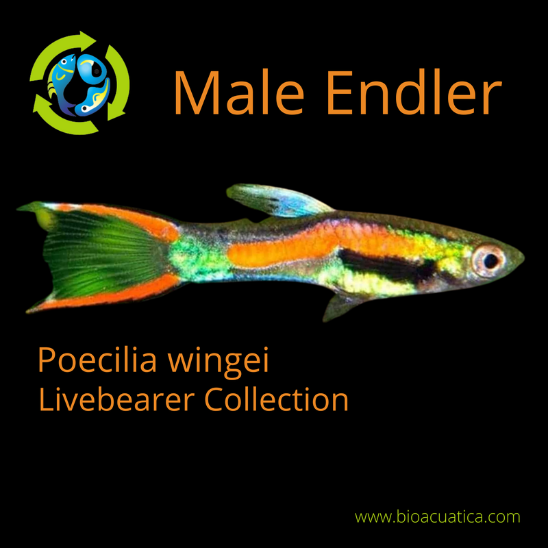 COLORFUL CUTEST 5 MALES ENDLERS ASSORTED (Poecilia wingei)