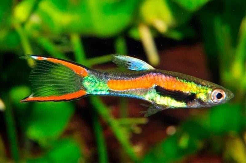 COLORFUL CUTEST 5 MALES ENDLERS ASSORTED (Poecilia wingei)