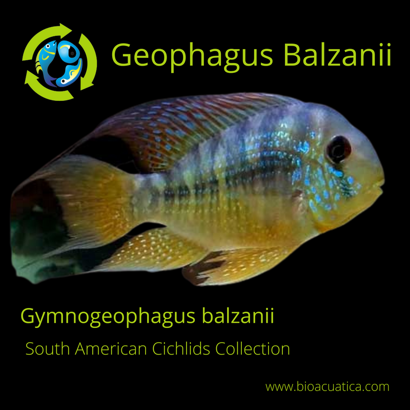 GEOPHAGUS BALZANII  2.5 TO 3 INCHES (Gymnogeophagus balzanii)