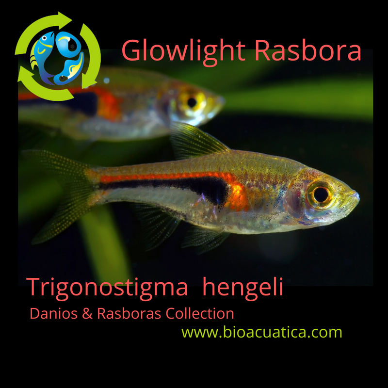 5 CUTE GLOWLIGHT RASBORA (Trigonostigma hengeli)