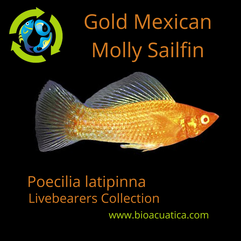 OUTSTANDING GOLD MEXICAN MOLLY SAILFIN JUMBO MALE 2.25" (Poecilia latipinna)