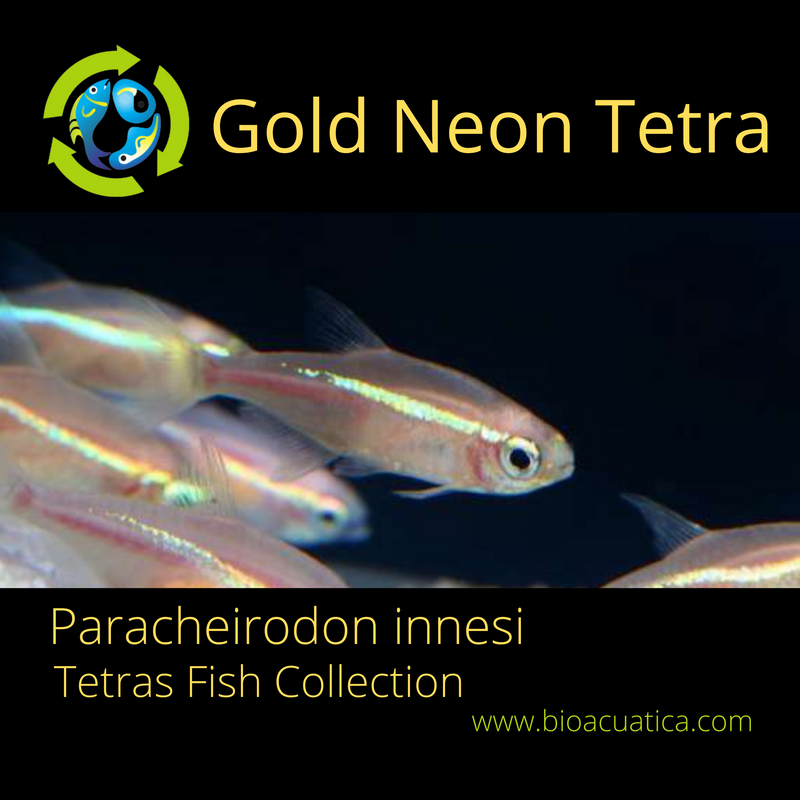 6 CUTE GOLD NEON TETRA (Paracheirodon innesi)