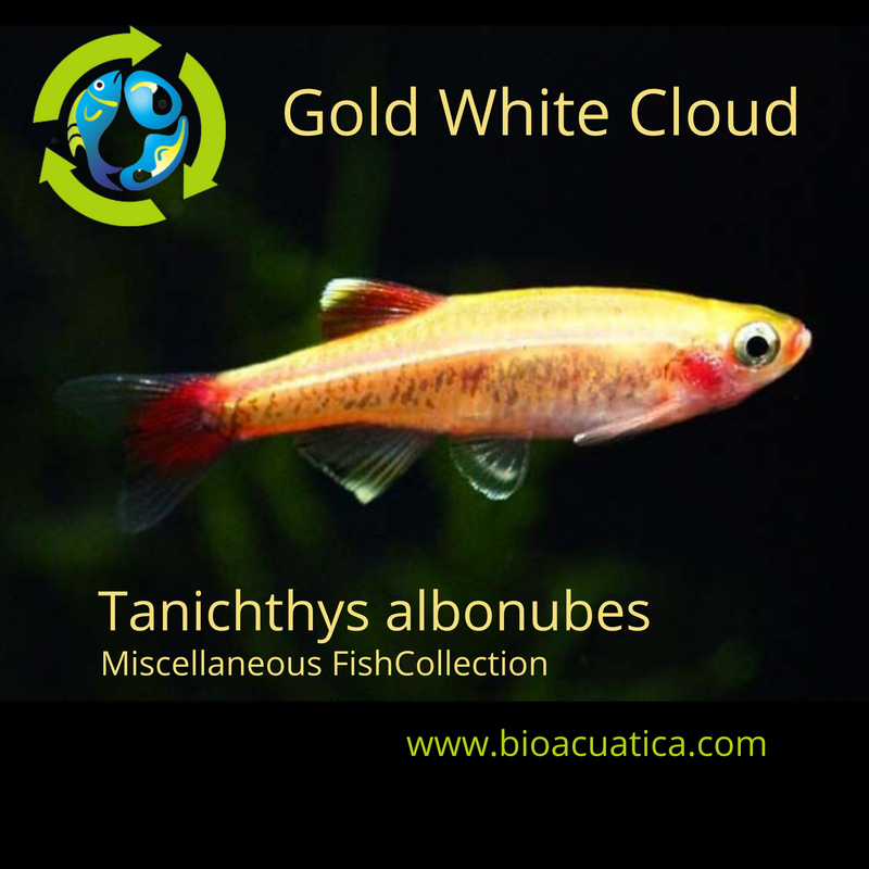 5 CUTE GOLD WHITE CLOUD MOUNTAIN MINNOW  (Tanichthys albonubes)