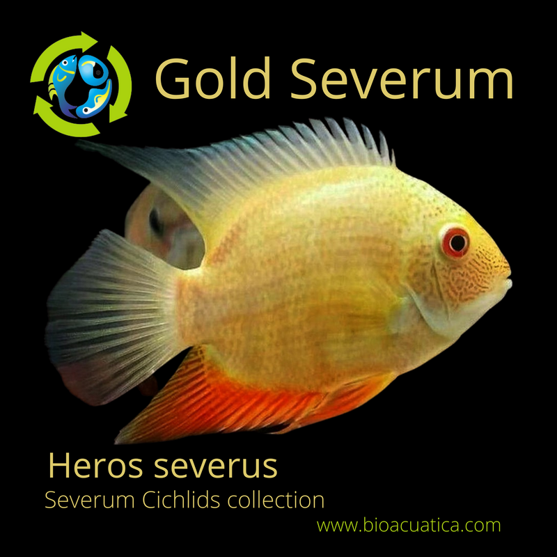 GREAT GOLD SEVERUM 2.5 to 3 INCHES UNSEXED (Heros severus)
