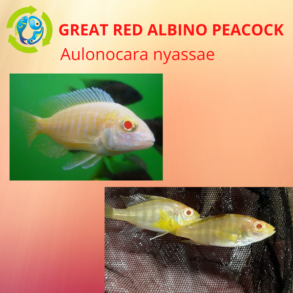 GREAT RED ALBINO PEACOCK 2" (Aulonocara nyassae) UNSEXED