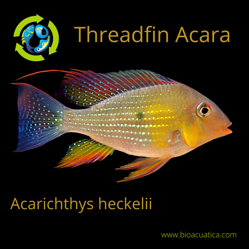 ACARICHTHYS HECKELII 2.5 TO 3"  - THREADFIN GEOPHAGUS