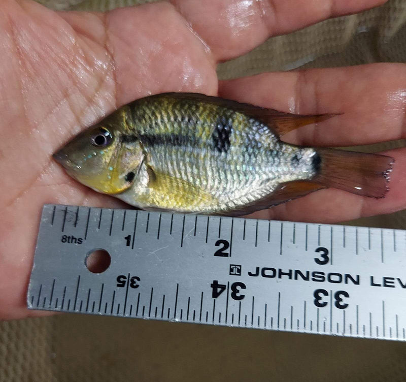 Yellow Meeki (Thorichthys pasionis ) 2.5 to 3 inches