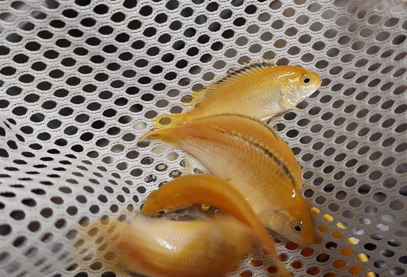 2 PACK BEAUTFUL ELECTRIC YELLOW LAB CICHLID UNSEXED 1.5" (Labidochromis caeruleus)